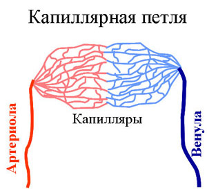 Телеангиэктазии | Капиллярная петля