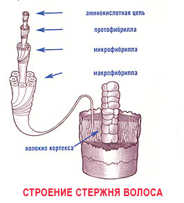 Строение стержня волоса