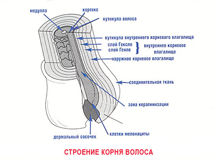 Строение корня волоса